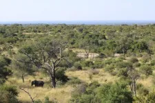 Capturing carbon in savannas: New research examines role of grasses for controlling climate change