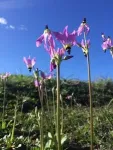 Car fumes, weeds pose double whammy for fire-loving native plants 2