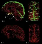 CAR-T-cell therapy without side effects? Hollings researchers show results in preclinical models 2