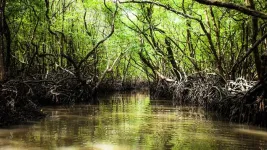 Carbon emissions from the destruction of mangrove forests predicted to increase by 50,000% by the end of the century