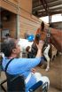 Caring for horses eases symptoms of dementia