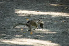 Carnivorous squirrels documented in California