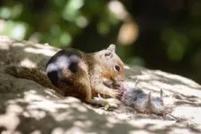 Carnivorous squirrels documented in California 2