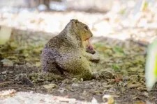 Carnivorous squirrels documented in California 3