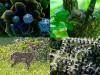 Cary Institute partners on $3M USDA-funded study on COVID-19 variants that could emerge from wildlife