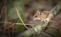 Cary Institute to co-lead $4.8 million study on how environmental conditions shape viral outbreaks in wild rodents