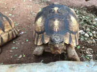 Case study of rare, endangered tortoise highlights conservation priorities for present, future World Wildlife Days