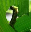 Caterpillar deceives corn plant into lowering defenses against it