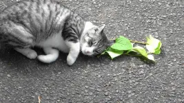 Cats love silver vine and catnip for a more practical reason than developing euphoria