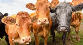 Cattle farming expansion and unchecked climate change would expose more than 1 billion cows to heat stress