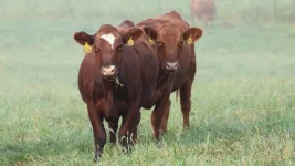 Cattle losing adaptations to environment, MU researchers find