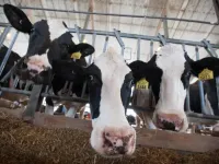 Cattle on low-protein rations may need amino acid supplement to boost milk yield