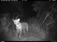 Caution, ocelot crossing: special wildlife exits on busy roads help protect endangered cat