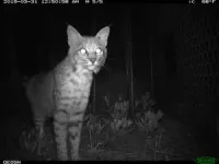 Caution, ocelot crossing: special wildlife exits on busy roads help protect endangered cat 2