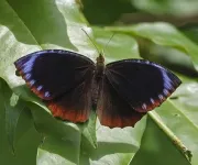 CCNYs David Lohman finds Asian butterfly mimics different species as defense mechanism