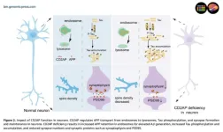 CD2AP and Alzheimer’s disease: A key regulator of neurodegeneration and potential therapeutic target