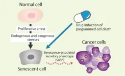 Cell death and aging in cancer research review