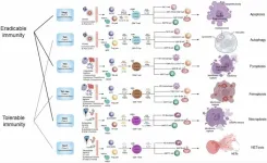 Cell death types and their relations to host immune pathways