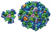 Cell machinery wears complex coat