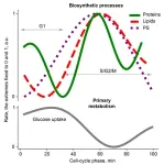 Cells avoid multitasking 3