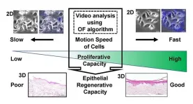 Cells/colony motion index of oral keratinocytes predicts epithelial regenerative capacity