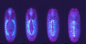 Cells “speed date” to find their neighbors when forming tissues