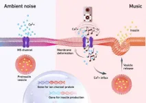 Cells with an ear for music release insulin