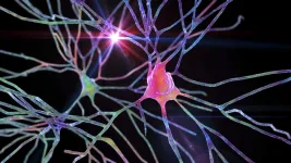 Cellular “cruise control” system safeguards RNA levels in Rett syndrome nerve cells