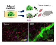 Cellular “scaffold” key to first successful implant of myoblasts onto healthy muscle