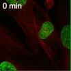 Cellular sentinel prevents cell division when the right machinery is not in place