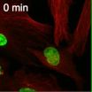 Cellular sentinel prevents cell division when the right machinery is not in place 2