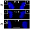 Cellular sentinel prevents cell division when the right machinery is not in place 3