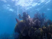 Century-old coral reveals Pacific western boundary current strengthened as climate warmed, impacting El Niño