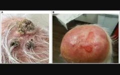 Cetuximab's effectiveness and toxicity in advanced cutaneous squamous cell skin cancer