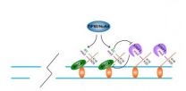 Changes to DNA on-off switches affect cells ability to repair breaks, respond to chemotherapy