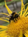 Changing temperatures increase pesticide risk to bees