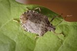 Characterization of stink bug saliva proteins opens door to controlling pests