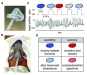 Characterizing olfactory brain responses in young infants