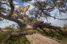 Cheetahs need more space: Reintroduction in India must consider their spatial ecology