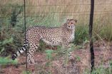 Cheetahs never prosper: Energy expenditure linked to population decline