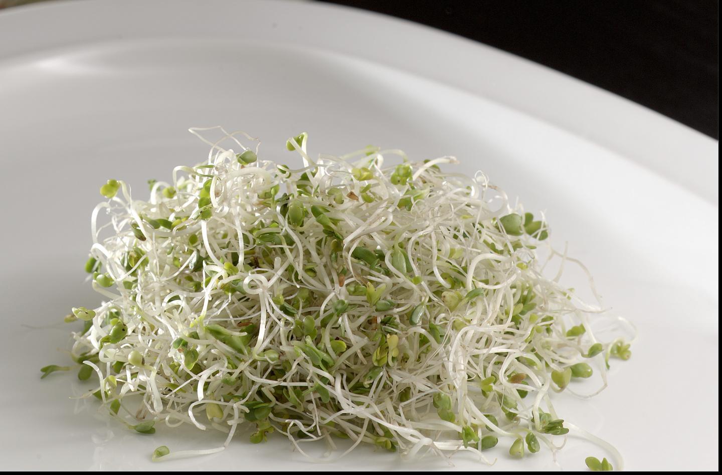 Broccoli Sprouts Купить