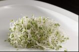 Chemical derived from broccoli sprouts shows promise in treating autism