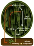 Chemical signal in plants reduces growth processes in favor of defense