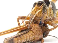 Chemical signal protects migratory locusts from cannibalism