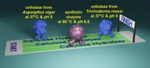 Chemists build synthetic catalysts to break down biomass like super enzymes