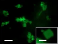 Chemists invent shape-shifting nanomaterial with biomedical potential