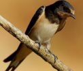 Chernobyls radioactivity reduced the populations of birds of orange plumage