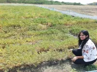 Chickpea genetics reduce need for chemicals