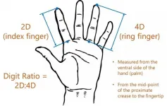 Childrens finger length points to mothers income level