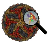 Chimeric viruses unearth hidden gems in dengue virus structure